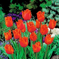 Tulip 'Noranda' - large package - 50 pcs