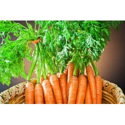 Carrot First Harvest (Panen Pertama) - Varietas awal - SEED TAPE