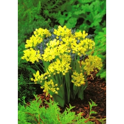 Dzeltenie ķiploki - Allium moly - XXXL iepakojums! - 1000 gab. zelta ķiploki, lilijas puravi