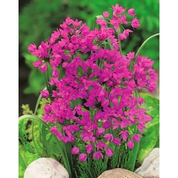 Pink lilje purre - Allium oreophilum - XXXL pakke! - 1000 stk.