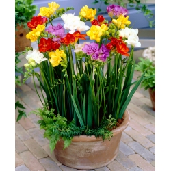 Fresia a fiore doppio - mix di varietà di colori - Confezione XXXL! - 500 pz