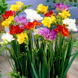 Fresia de doble flor - mezcla de variedad de colores - ¡Paquete XXXL! - 500 piezas - 