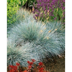 Sementes de festuca azul - Festuca glauca - 285 sementes