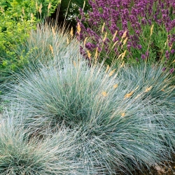 Blauschwingel-Gras – Festuca glauca - 285 Samen