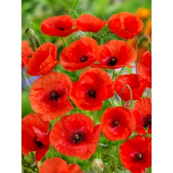 Poppy merah - varietas klasik - 