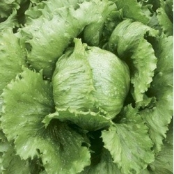 卷心莴苣“ Kumak”-用于温室和田间种植-包衣种子 - 