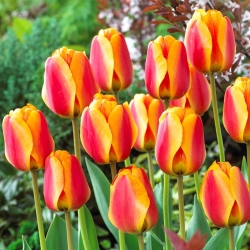 Červeno-žlté tulipány - veľké balenie - 50 ks