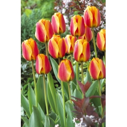 Rødgule tulipaner - stor pakke - 50 stk.