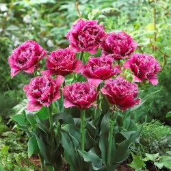 Fringe (Crispa) tulipan - 'Mascotte' - stor pakke - 50 stk