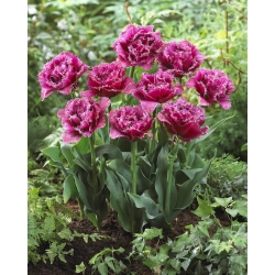Fringe (Crispa) tulipan - 'Mascotte' - stor pakke - 50 stk