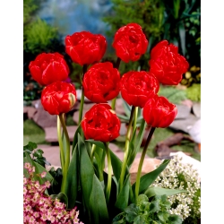 Tulipe 'Miranda' - grand paquet - 50 pcs
