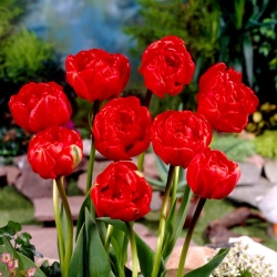 Tulipan 'Miranda' - velika embalaža - 50 kosov