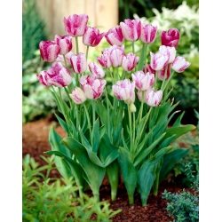 Tulipe 'Modern Style' - grand paquet - 50 pcs