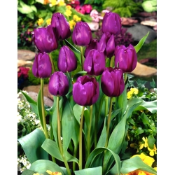 Tulipanfiolett - stor pakke - 50 stk