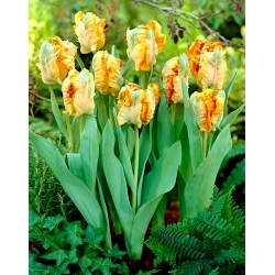 Tulip 'Parrot King' - pacote grande - 50 unidades