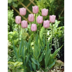 Tulip 'Pink Diamond' - pacote grande - 50 pcs.