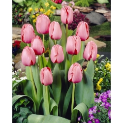 Tulipan 'Pink Impression' - stor pakke - 50 stk.