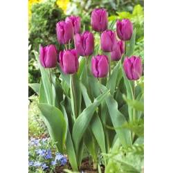 Tulip 'Purple Prince' - paquete XXXL! - 250 piezas