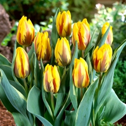 Tulipán 'Ravana' - velké balení - 50 ks.