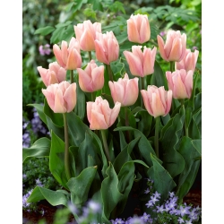 Tulip 'Rejoice' - paquete grande - 50 piezas