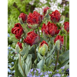 Tulipa dupla 'Rococó Double' - embalagem grande - 50 unidades