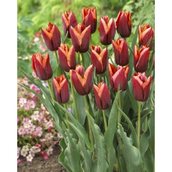 Tulipano 'Slawa' - confezione grande - 50 pz