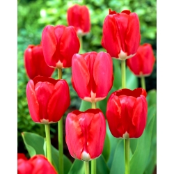 Tulipa 'Spring Song' - pacote grande - 50 unidades