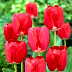 Tulipa 'Spring Song' - pacote grande - 50 unidades
