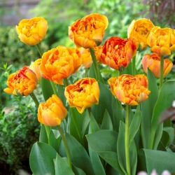 Tulipan 'Sunlover' - velika embalaža - 50 kosov