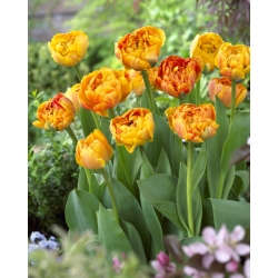 Tulip 'Sunlover' - stor pakke - 50 stk
