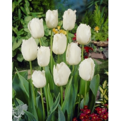 Tulipa 'Asas de Cisne' - pacote grande - 50 unidades