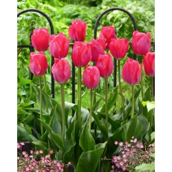 Tulip 'Van Eijk' - paquete grande - 50 piezas