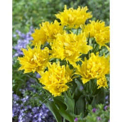 Tulip 'Yellow Spider' - paquete grande - 50 piezas