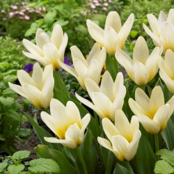 Tulipa de baixo crescimento - 'Concerto' - embalagem grande - 50 unidades