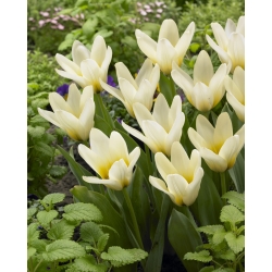 Tulipano a crescita bassa - 'Concerto' - confezione grande - 50 pz