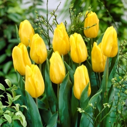 Tulipán - žlutý - balíček XXXL! - 250 ks.