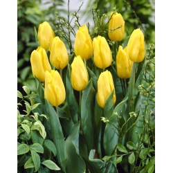 Tulipán - žlutý - balíček XXXL! - 250 ks.