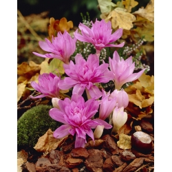 Double autumn crocus 'Waterlily' - large package - 10 pcs; meadow saffron, naked lady