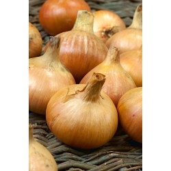 Onion "Octavia" - NANO-GRO - meningkatkan volume panen sebesar 30% - 