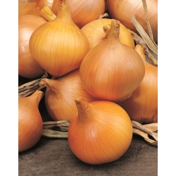 Onion Supra - BENIH TAPE - 