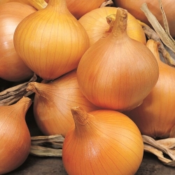 Onion Supra - BENIH TAPE - 