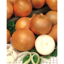 Onion "Torunianka" - NANO-GRO - increase harvest volume by 30%