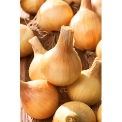 Onion "Wolska" - 500 grams