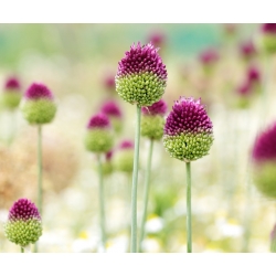 Rundhåret purre - Allium sphaerocephalon - XXXL-pakke! - 1000 stk. rundhovedet hvidløg, kuglehovedløg, trommestikker, Kugellauch