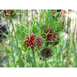 Usturoi sălbatic - flori păroase - pachet XXXL! - 250 buc.; iarbă de ceapă, usturoi de corb, usturoi de cerb