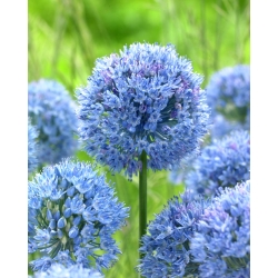 Cibuľa s modrou guľkou - balíček XXXL! - 250 ks; modrá okrasná cibuľa, nebeská modro-modrá, cesnak s modrým kvetom