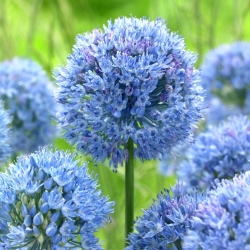 Ceapa cu glob albastru - pachet XXXL! - 250 buc.; ceapă ornamentală albastră, albastru al cerului, usturoi cu flori albastre