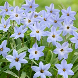 Ipheion - zvaigžņu zieds - Uniflorum - XXXL iepakojums! - 500 gab. pavasara zvaigznīte - 