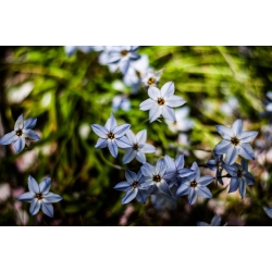 Ipheion - starflower - Uniflorum - balíček XXXL! - 500 ks.; jarní hvězdice
