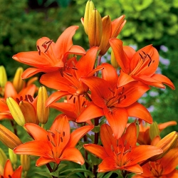 Asiatic lily - Orange - XXXL Pack! - 50 pcs